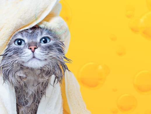 ¿Con qué frecuencia debe bañarse tu animal?