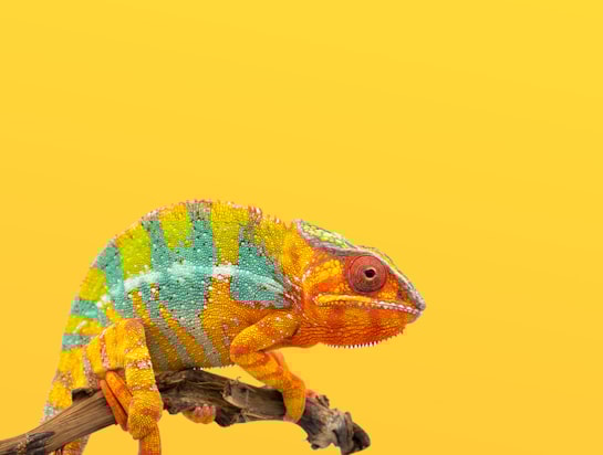 10 dicas para cuidares da saúde do teu pet