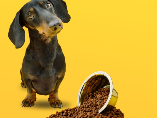 Qual é a quantidade ideal de ração para o teu pet?