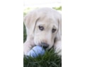 02-kong-puppy